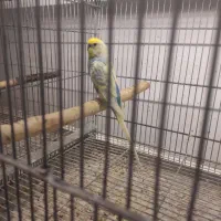 مرغ عشق ریمبو