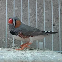فنچ زبرا جفت