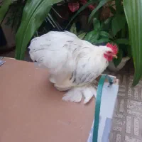 خروس کوشین