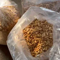 فروش بادام زمینی