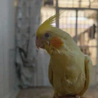 جوجه عروس هلندی دستی و کاملا کشیده