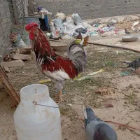مرغ تخم گذار