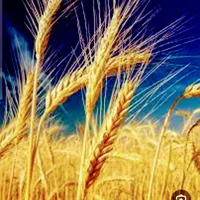 خریداری و فروش گندم در تمام استان
