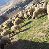 80 بره برای پروار بندی سالم