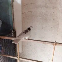 کفتر نر پرشی وجه کشی