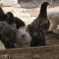 نیمچه جوجه مرغ و خروس برهما لایت بلک مپراطور