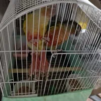 جفت گیرین چیک سخنگو