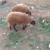 قوچ دوساله قزل افشار