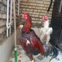 خروس لاری .اصل