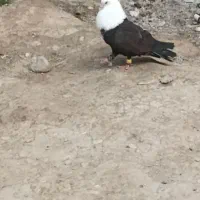 مجسمه کبوتر