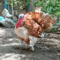 بوقلمون نر وزن بالا جهت کشتار ویه مادربا ۱۱ جوجه