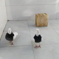 فروش