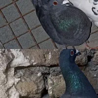گم شده