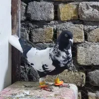 کفتر رنگه آلمانی چخ جفتگاه