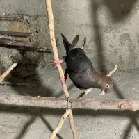 کفتر