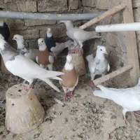 طوقی