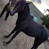 ۳عدد اسب نر