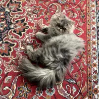 گربه پرشین پسر