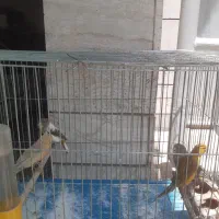 ماده قناری جفت خور سهره