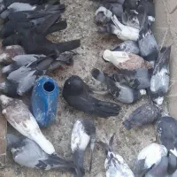 کبوتر  نر وماده  پر  و طوقی  فروشی