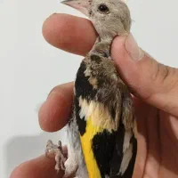دوتا جوجه سهره