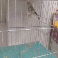 قناری و..سهرره