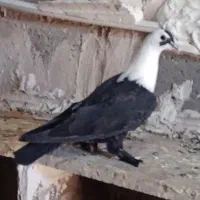 کفتر..