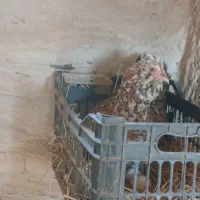 مرغ گلین