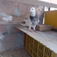 کفتر‌پرش