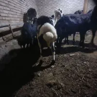 قوچ پلنگی