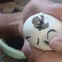 تخم مرغ مرندی نطفه داره