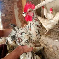 مرغ و خروس نژاد گلین