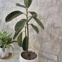گل اپارتمانی