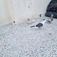 کفتر|پرنده|مشهد, وحید|دیوار