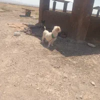 پاکوتاه