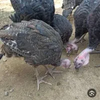 بوقلمون ۸۰روزه واکسینه