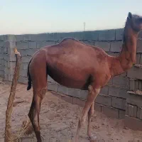 شتر
