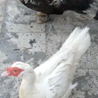 مرغابی اتریشی