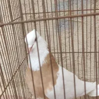 طوقی|پرنده|قنوات, |دیوار