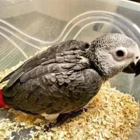 آماده بعهده گرفتن سرپرستی کاسکو(نیازمندجوجه کاسکو)