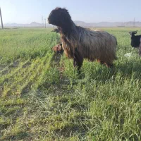 قوچ و بز شیری
