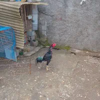 یک عدد خروس لاری