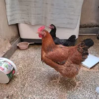 مرغ|حیوانات مزرعه|اهواز, زیتون کارمندی|دیوار