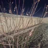 نظافتچی