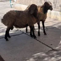 پخش گوسفند زنده