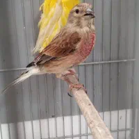 سهره سینه سرخ مست