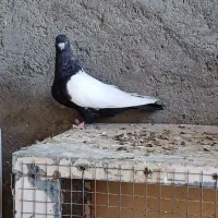 جفت سینه ای