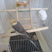 اروس هلندی سخنگو با قفس