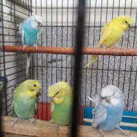 مرغ عشق پروانه ای