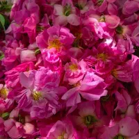 فروش گل محمدی کامو